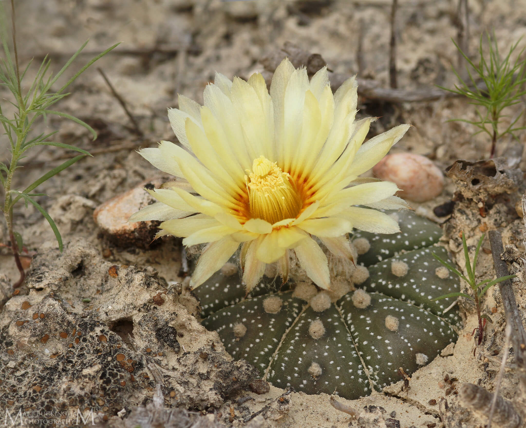 Astrophytum asterias